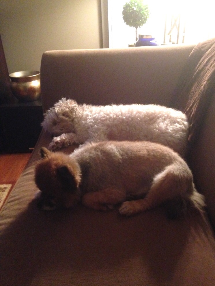 True Loves Forever and Always