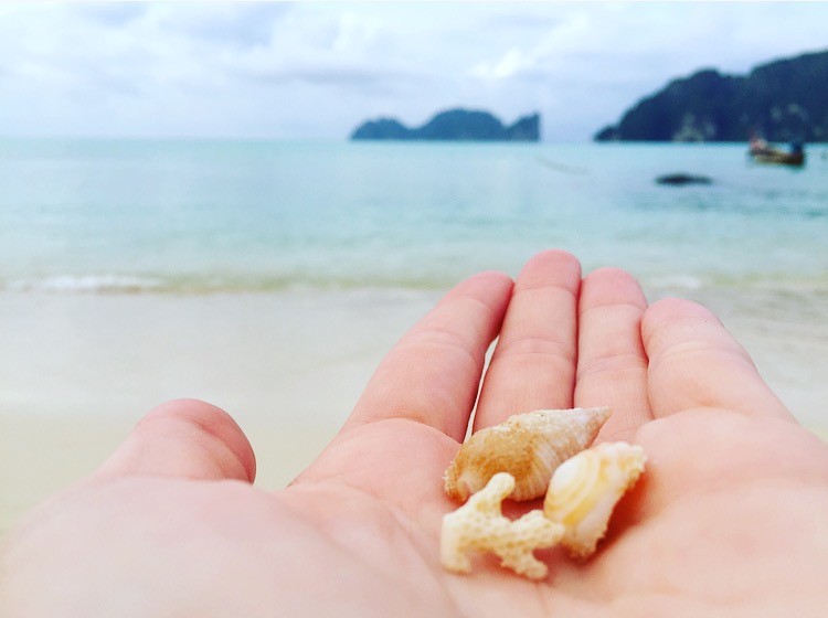 The many shells and coral of Thailand