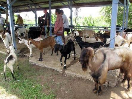 Inilah Harga Kambing untuk Kurban Jelang Hari Raya Idul Adha – FAJAR