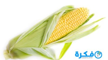 فوائد الذرة الصفراء و أضرارها