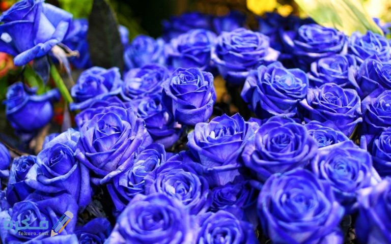 الوردة الزرقاء ومعني الشموخ والكبرياء