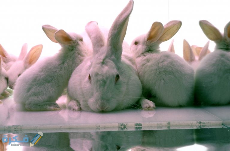 كيفية تسويق مشروع الأرانب