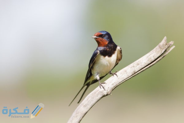على ماذا يدل دخول العصفور إلى البيت