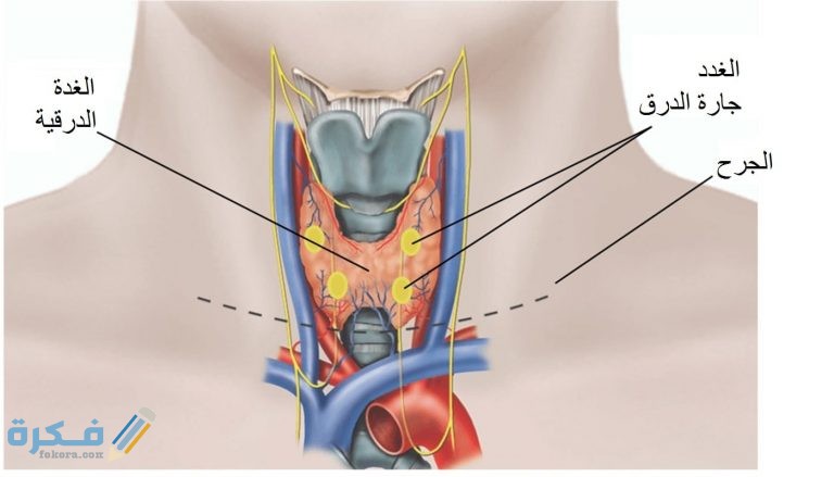أعراض الغدة الدرقية