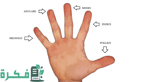 أسماء الأصابع بالإنجليزي