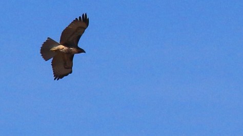 Hawk - photo by jab