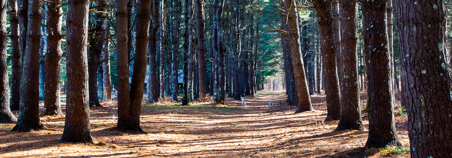 Our Forests - Friends of American Legion and Peoples State Forests