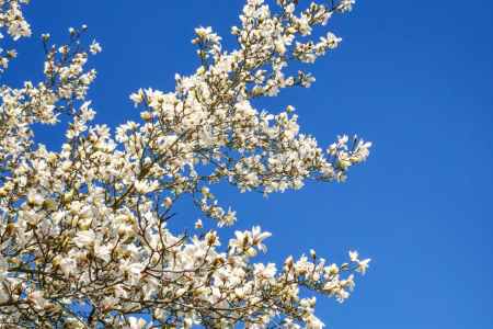 blooming magnolia tree against clear blue sky