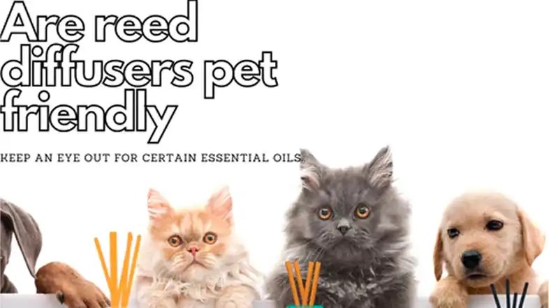 Are reed diffusers safe? a comprehensive guide