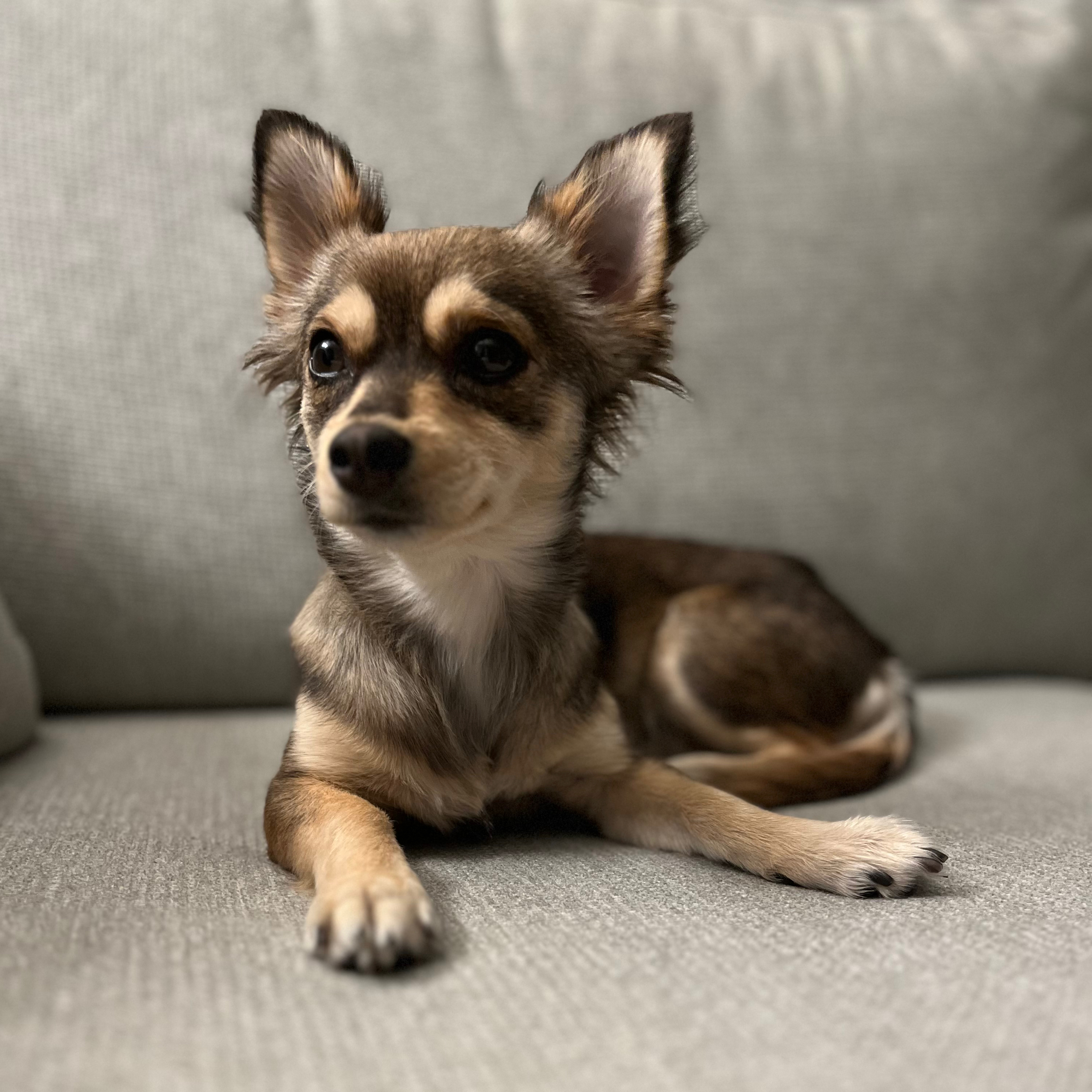 A sable long-haired chihuahua mix on a couch. She looks like a miniature wolf.