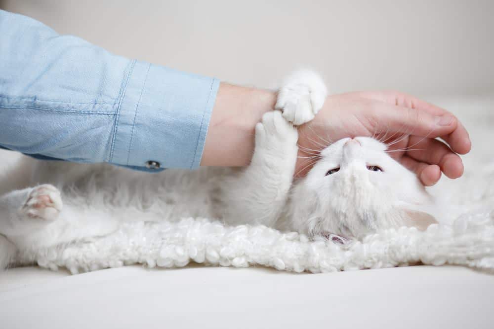 Digigit kucing: bahaya dan pertolongan pertamanya // fanicat
