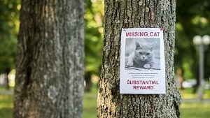 How long do cats go missing for