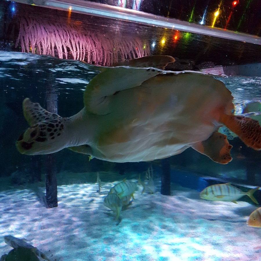 ocean life turtle