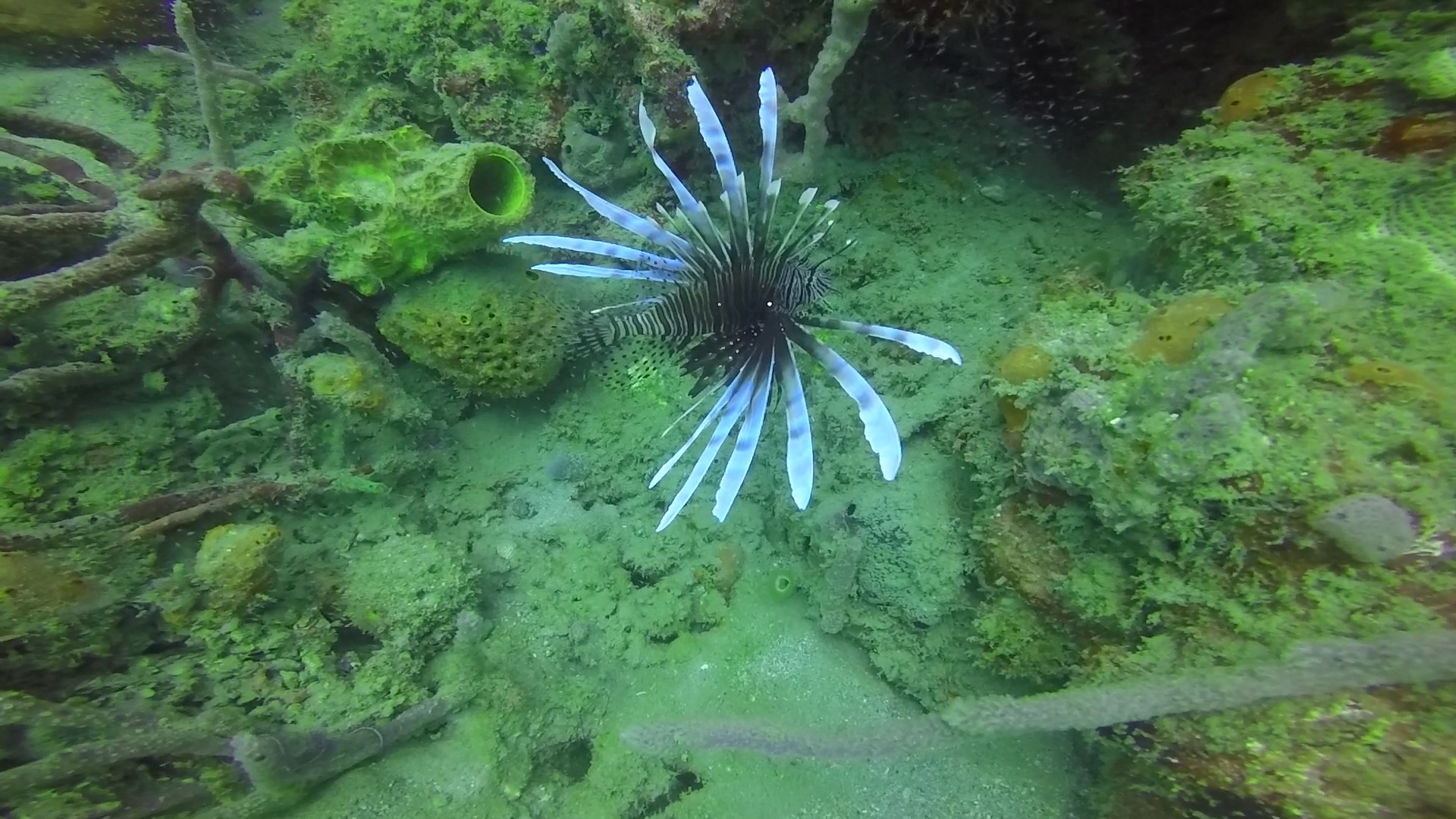 lionfish