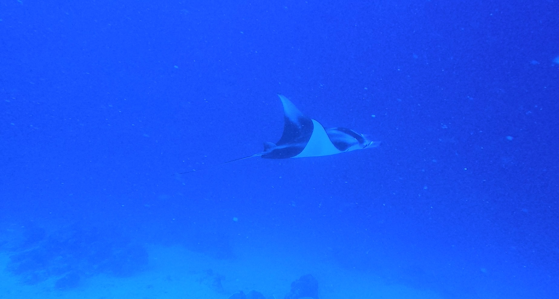 manta