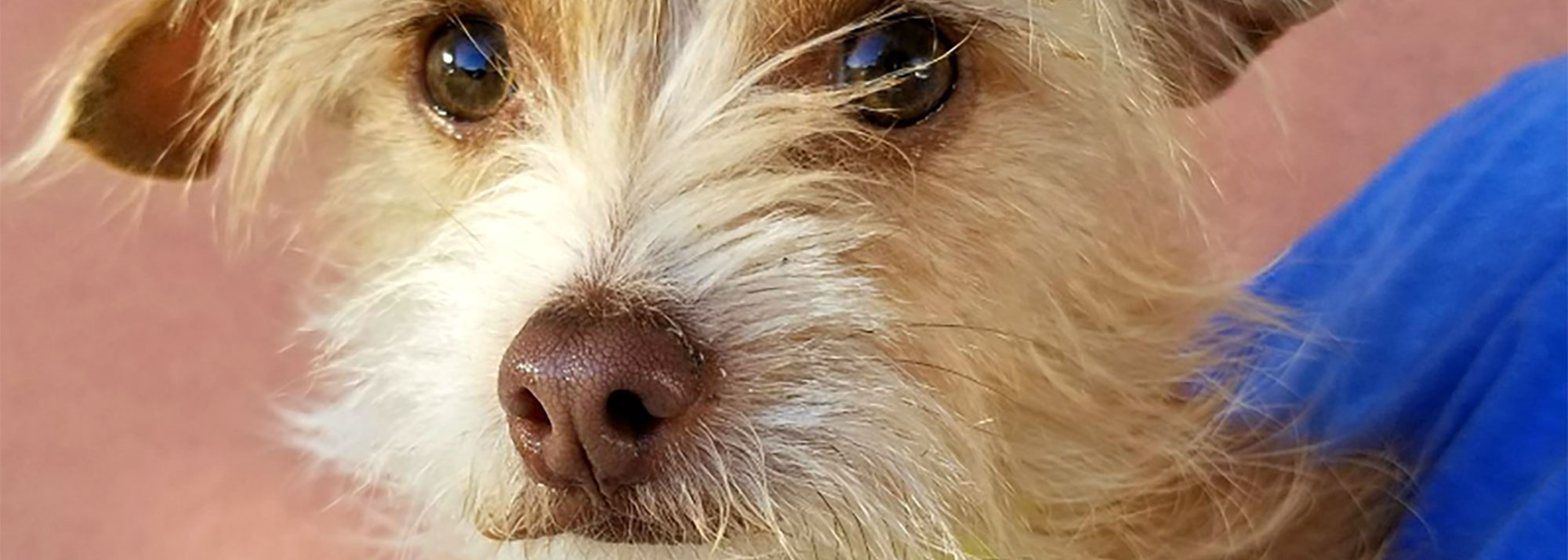 Animal house fort collins adoptable dogs