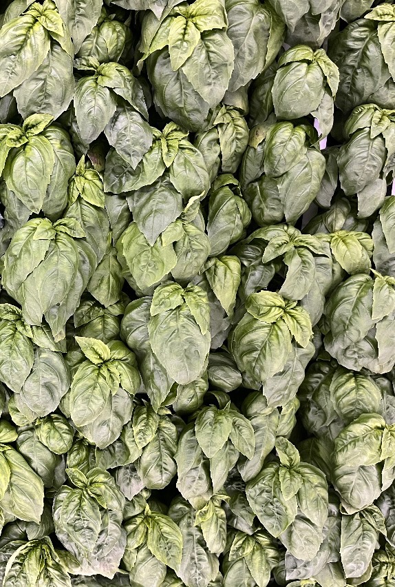 Basil 0.5oz - farm-a-leaf.com