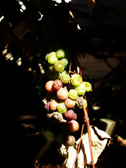 Sour Grapes Sour Grapes