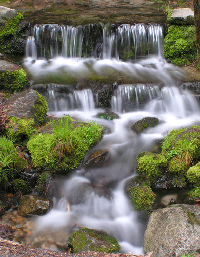 Photo: Fern Spring by Packer Fan