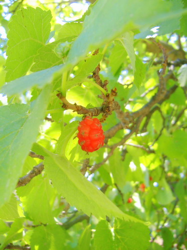 Mulberry