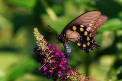 Butterfly on flower