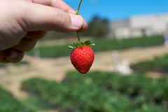 a strawberry in hand a strawberry in hand