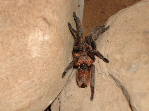 Tarantula