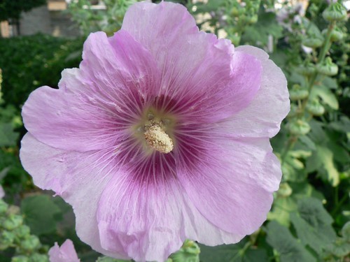 monkey in the flower