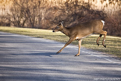 Crossing The Road