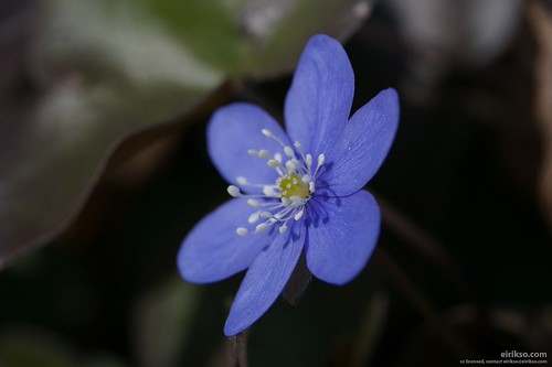 Blue flower