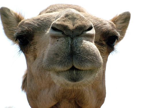 Are you lookin at me? Are you lookin at ME?!?