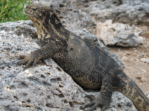 iguana