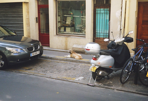 doggie