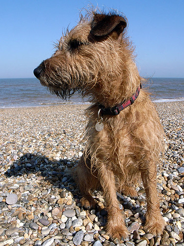 her supreme saltiness of sea dog