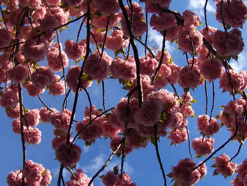 Cherry Blossoms