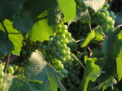 Grape Vines