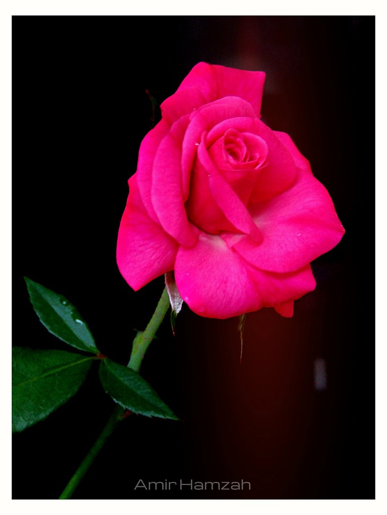 Download Gratis Gambar Diy Bunga Mawar Merah Youtube Terupdate oleh www.lampunghits.com