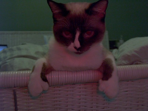 cat