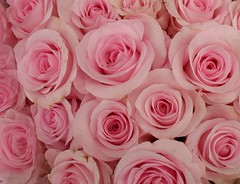 Baby Pink Baby Pink