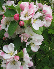 Apple blossom