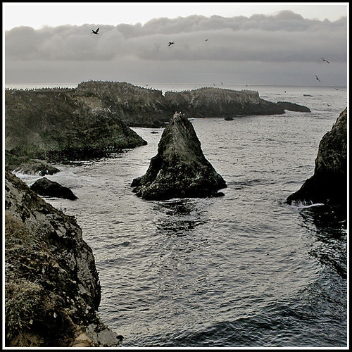 Pelicans Along the Headlands, Mendocino