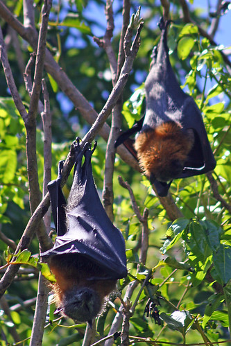 Fruit Bats by webmink