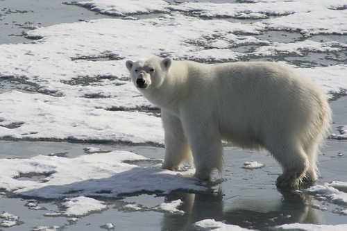 Tags can be applied to either games or animations, but the most common animation tags are listed in their own … Polar Bears Will Just Adapt To Land Right Nrdc