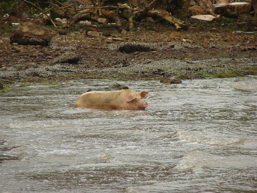 Cerdo nadador camboyano.