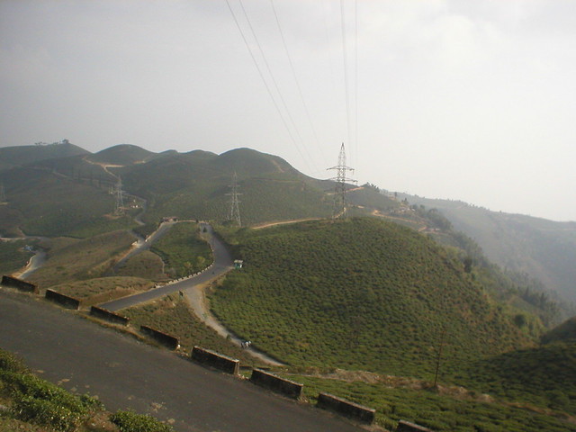 Tea Plantation in Darjeeling India