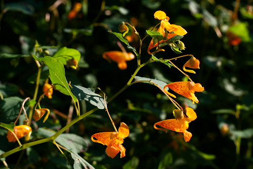 jewelweed cluster