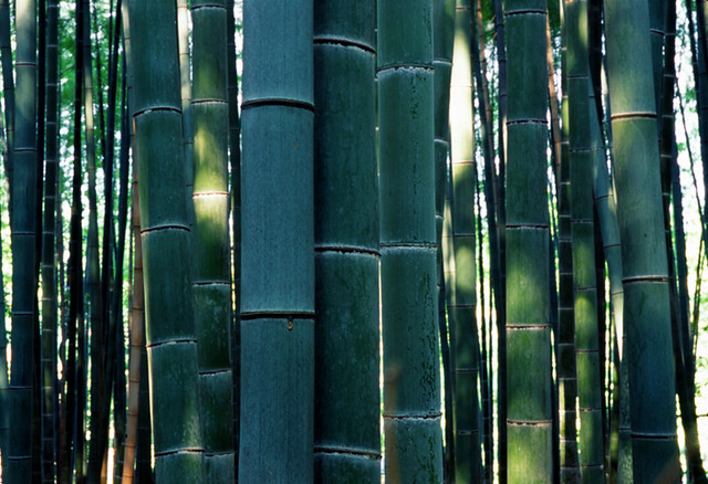 bamboo forest