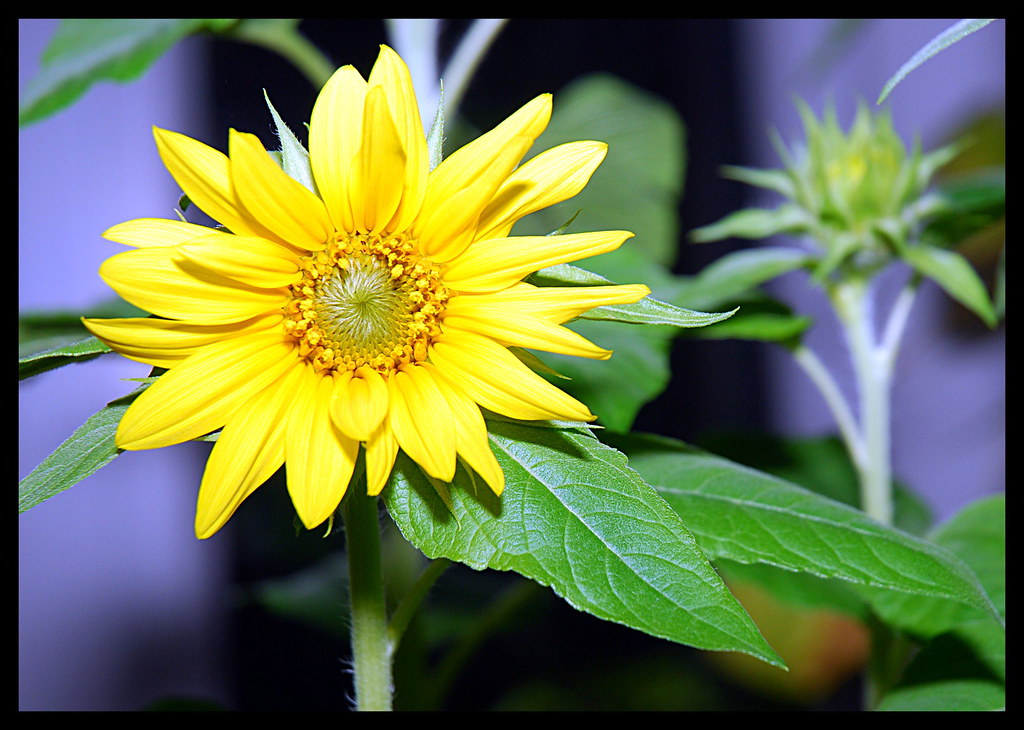 Some Flower Fun With The Nikon El Cheapo 50mm F1 8 Lens