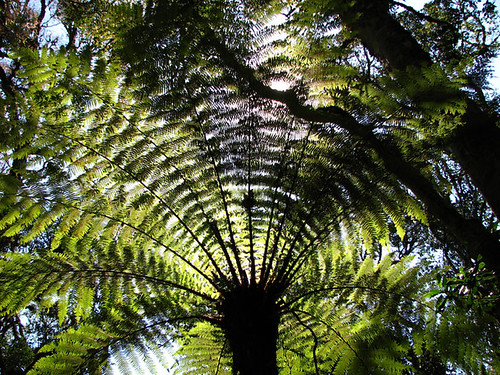 Bosque de Helechos