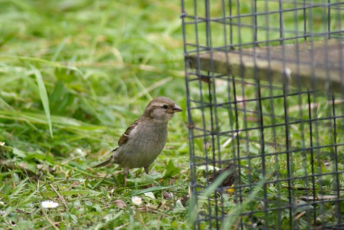 Garden Sparrow